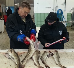 Råfisklaget kvalitetssjekker trålfisken